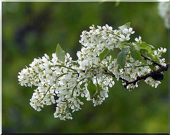 Angelica infusion against menstrual delay