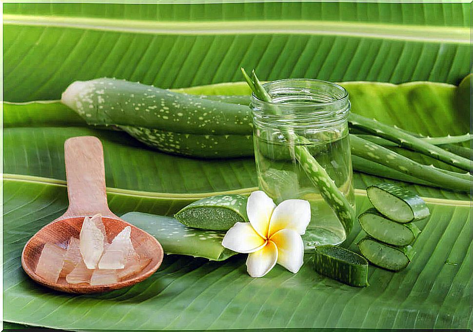 herbal remedies that you can grow at home: aloe vera