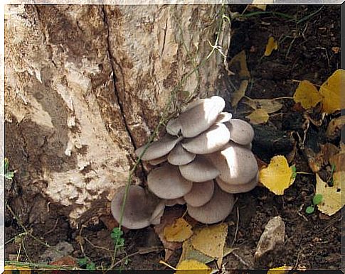 Benefits of oyster mushroom.