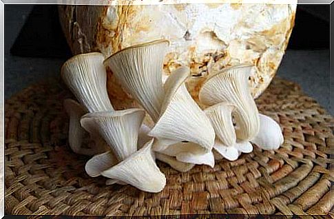 Consumption of oyster mushrooms.