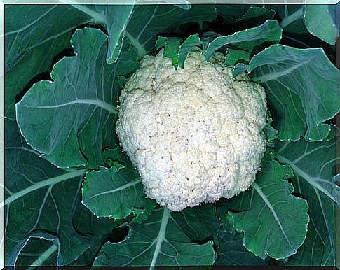 Cauliflower for detoxification.