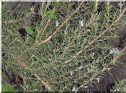 rosemary for migraine