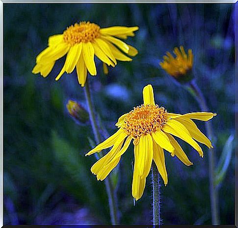 arnica to treat knee pain