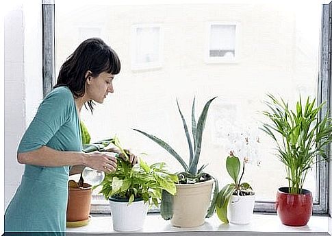 how to rid your houseplants of white flies?