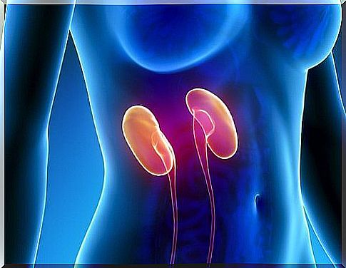 The kidneys suffer from stress.